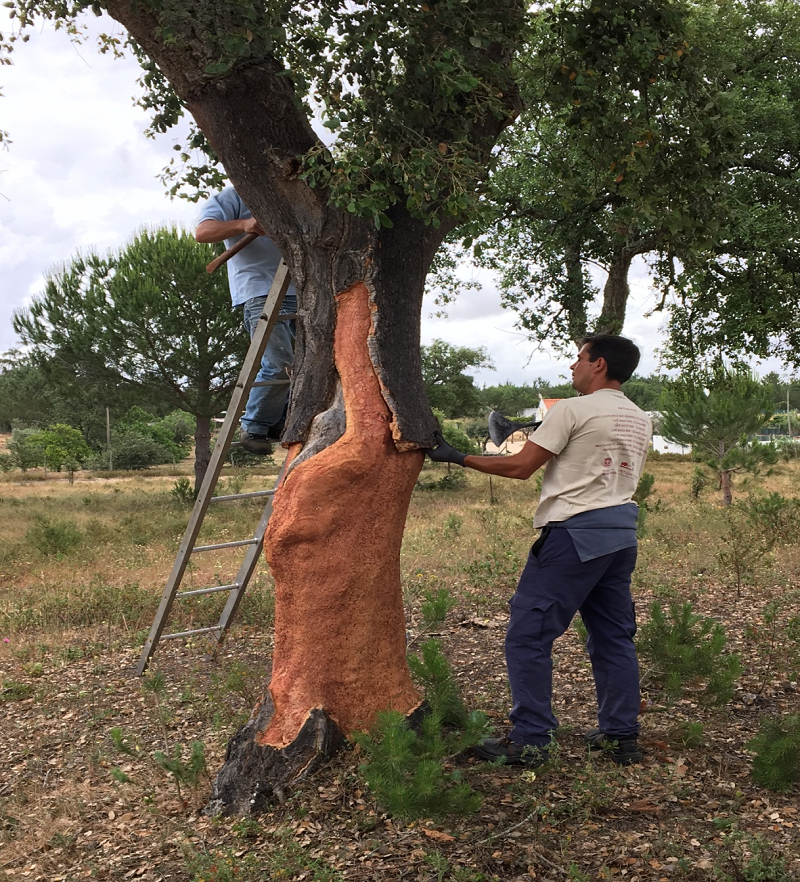 軟木走進家居，生活體驗全面升級 圖片5